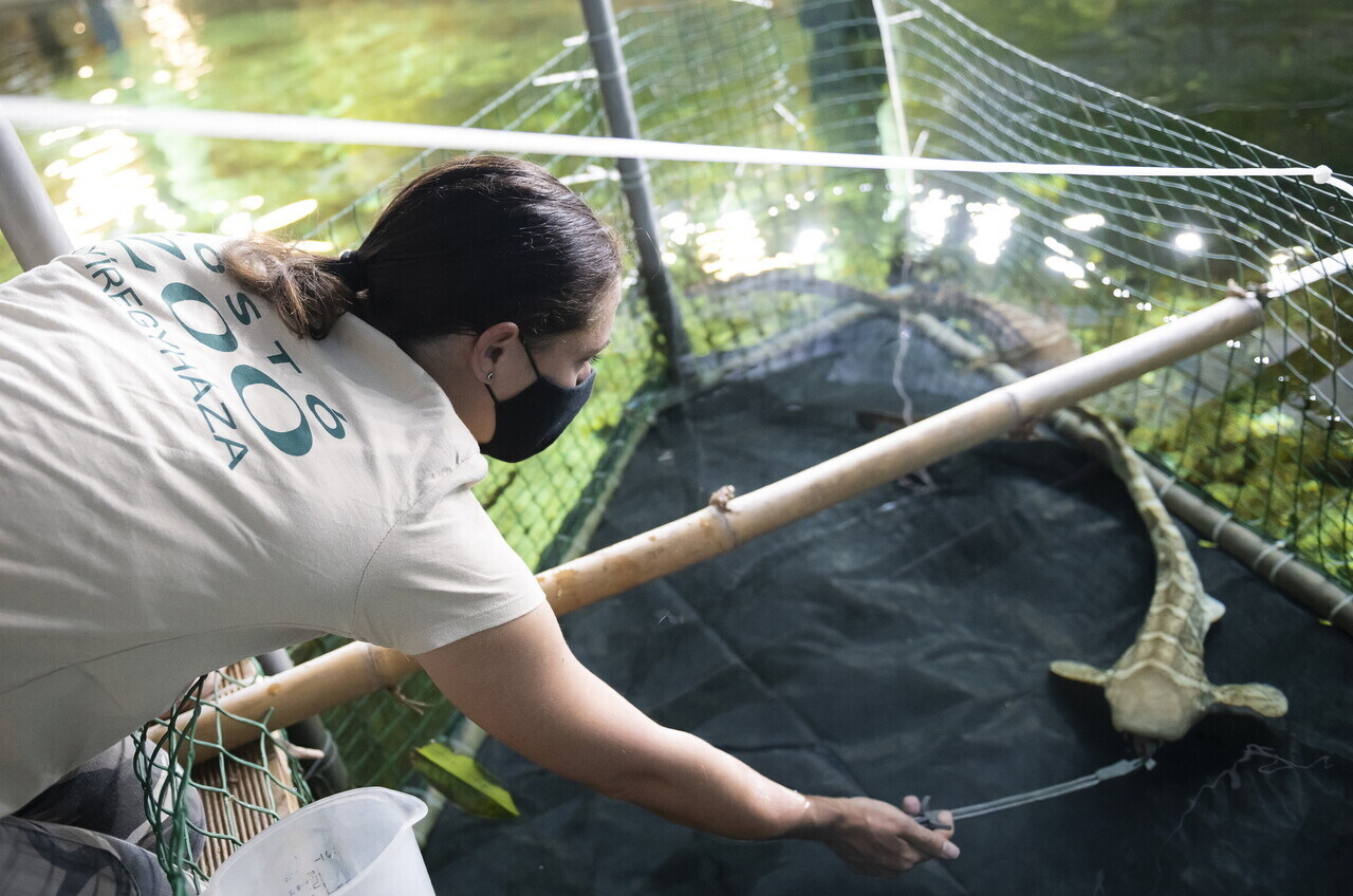 Zebra Sharks Have Arrived at the Nyíregyháza Zoo
