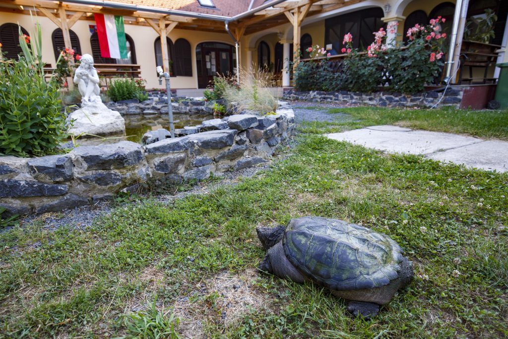 common snapping turtle