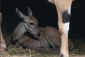 baby antelope debrecen zoo