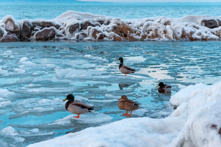 lake balaton winter