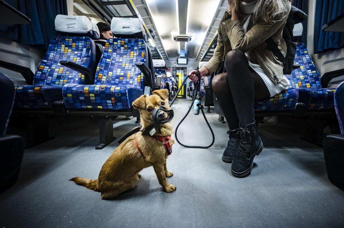 dogs and bikes MÁV