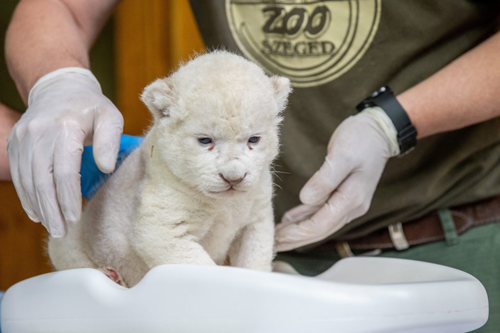 white lion cub szeged zoo