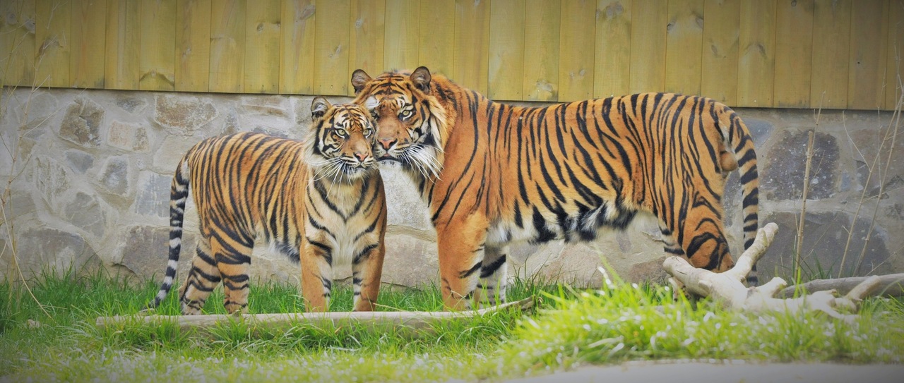 Sabah and Gio Sumatran tigers