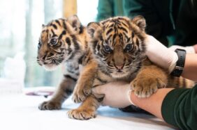 Sumatran tiger cubs born at Nyíregyháza Zoo (1)