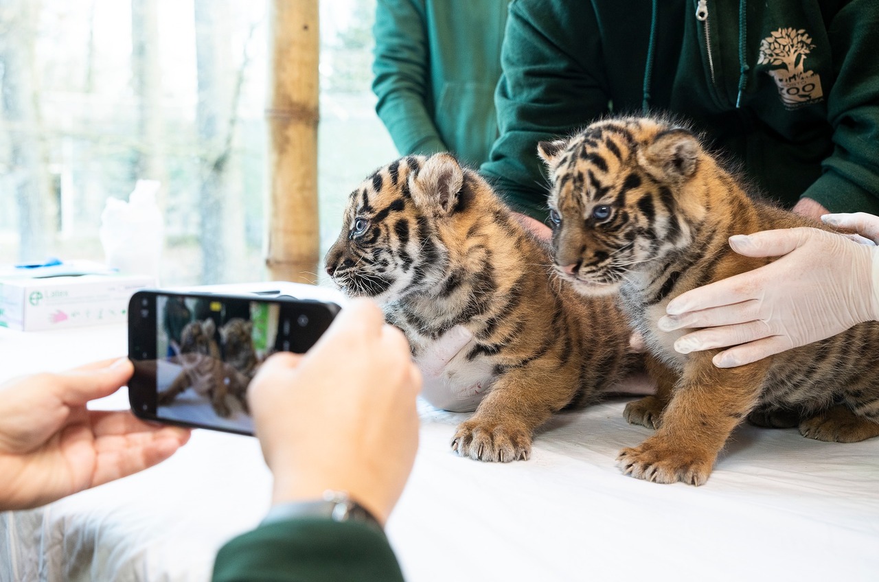 Sumatran tiger cubs born at Nyíregyháza Zoo2 (1)