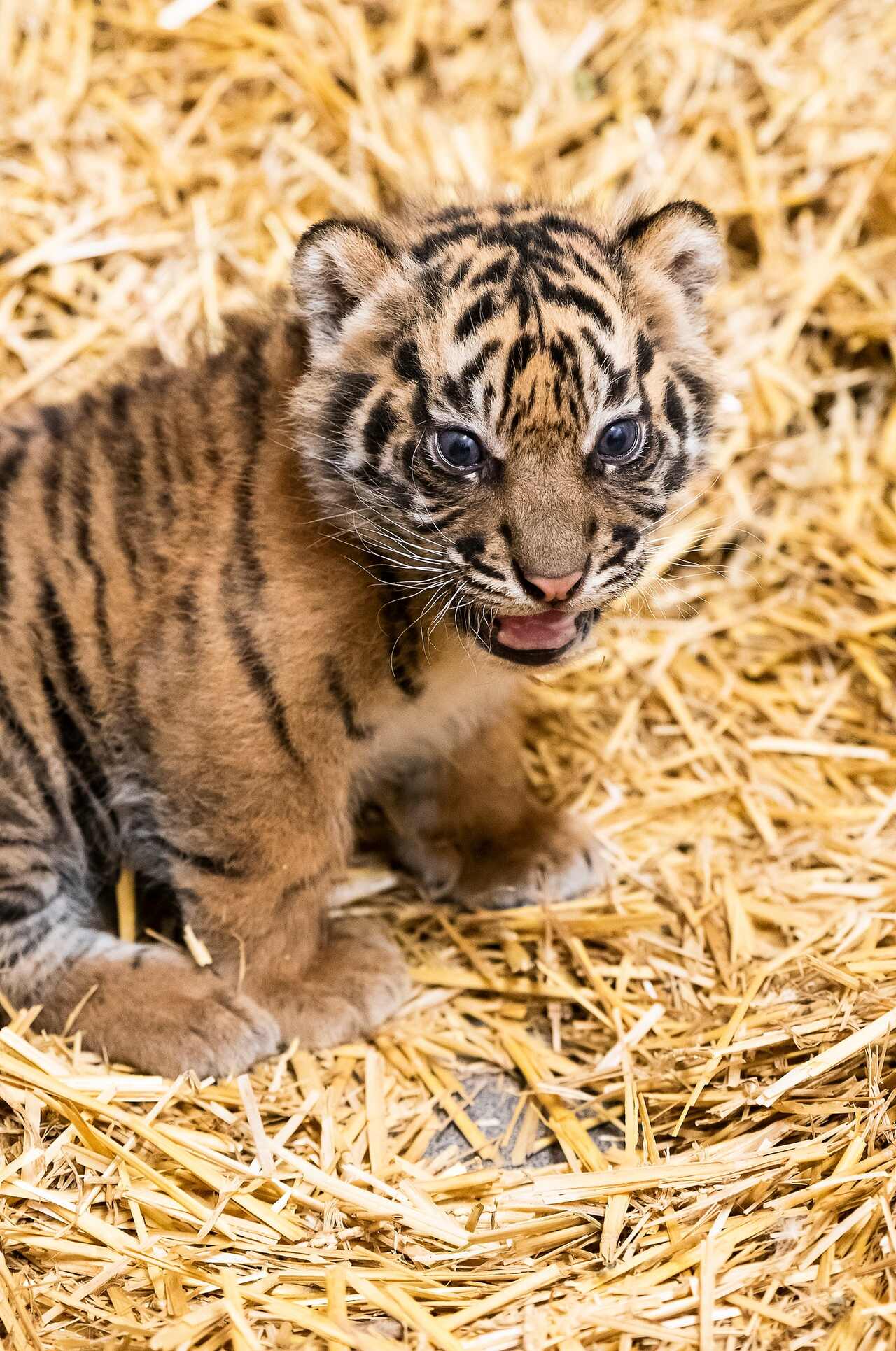 Sumatran tiger cubs born at Nyíregyháza Zoo