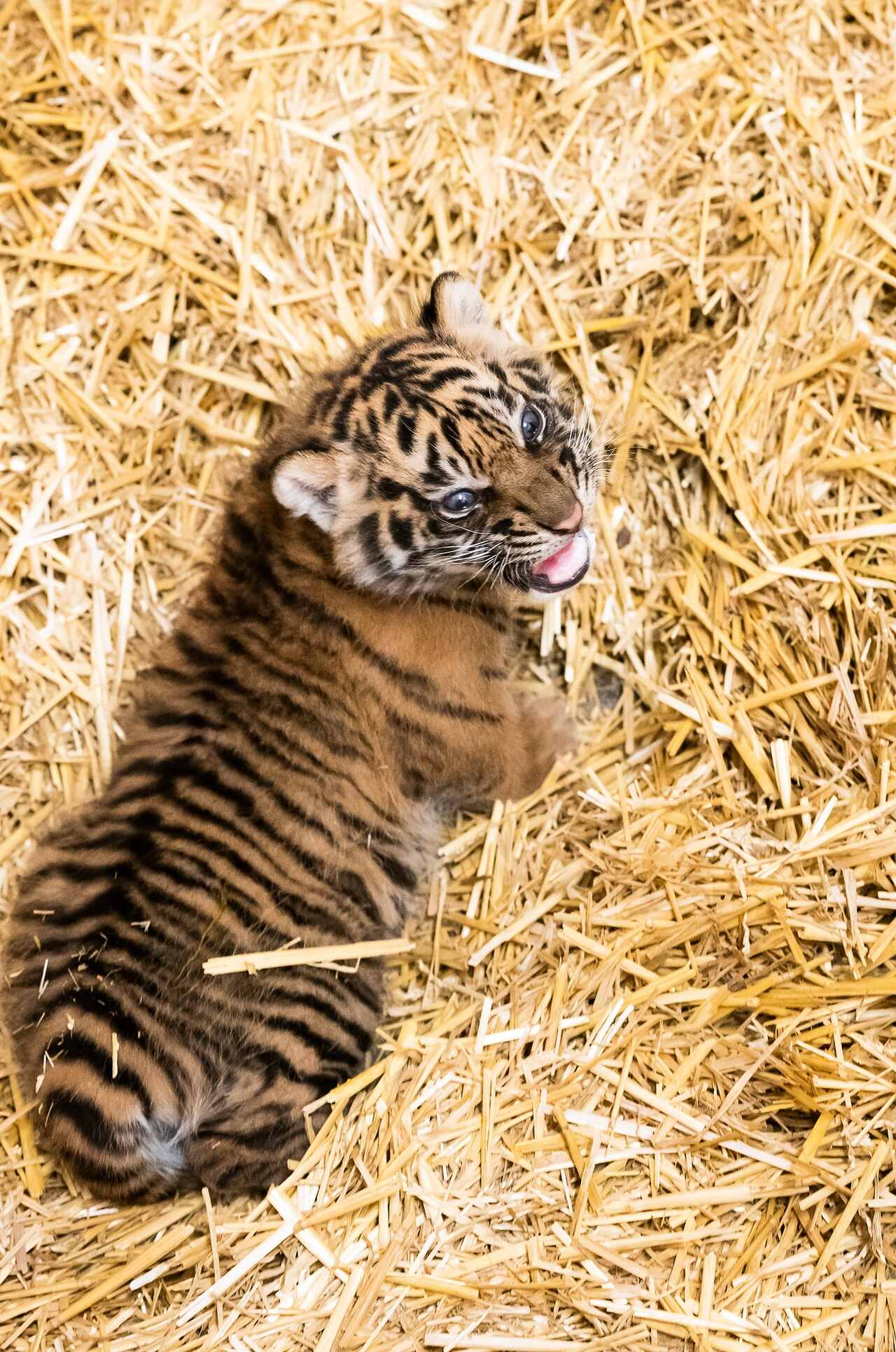 Sumatran tiger cubs born at Nyíregyháza Zoo