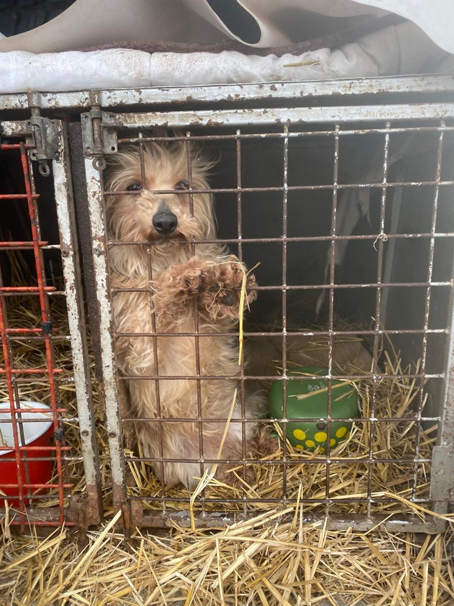 gyömrő 2025 dog shelter