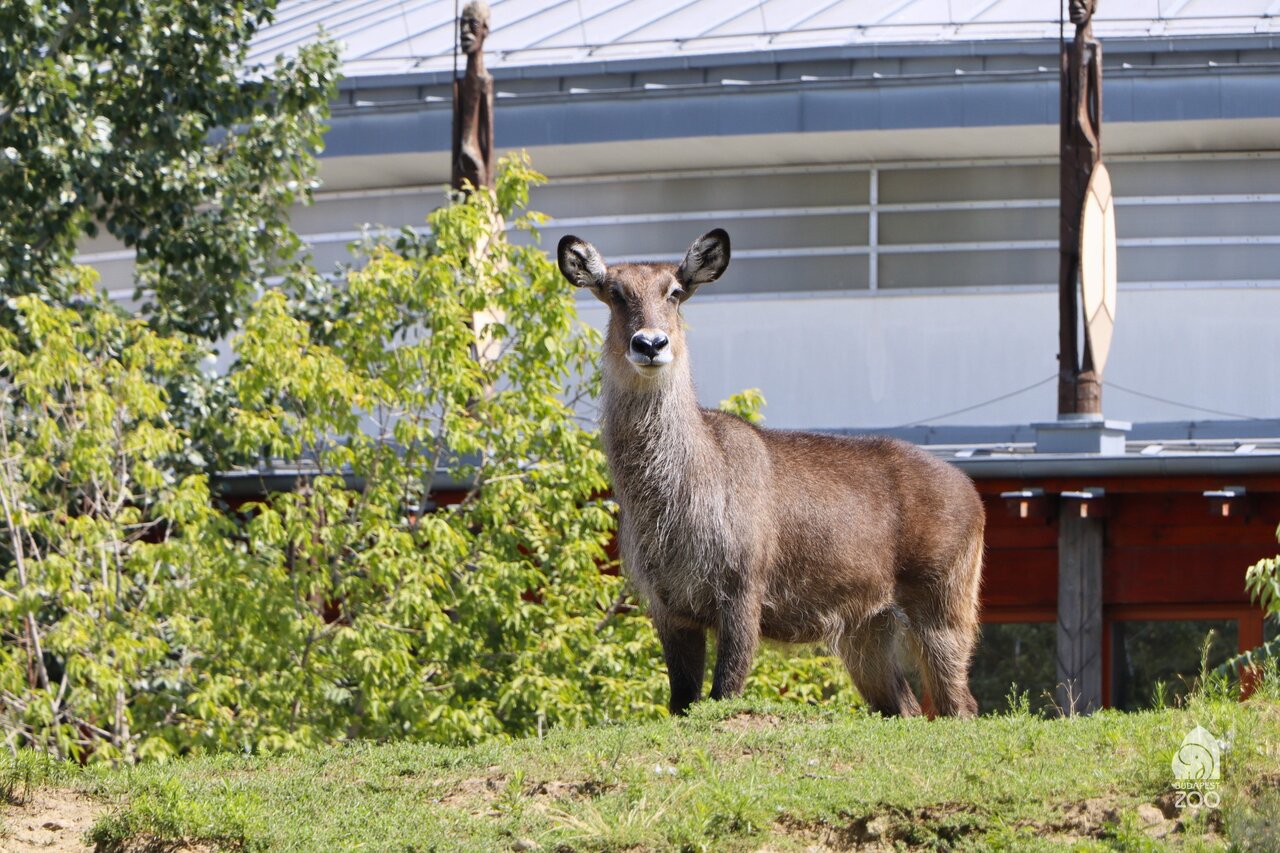 Waterbuck Zoo de Budapest Journée mondiale de la vie sauvage (1)