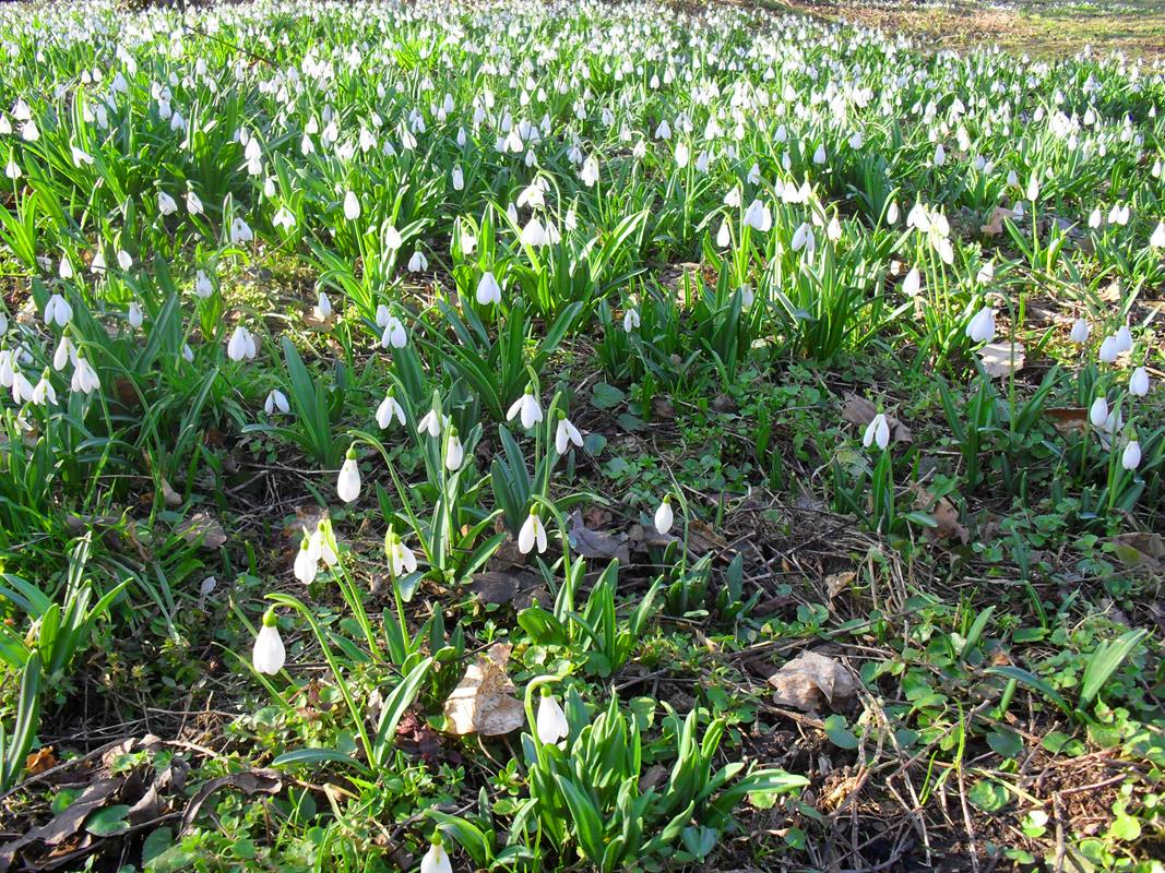 Snowdrop Fields