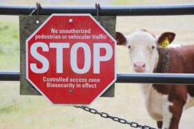 foot and mouth disease hungary