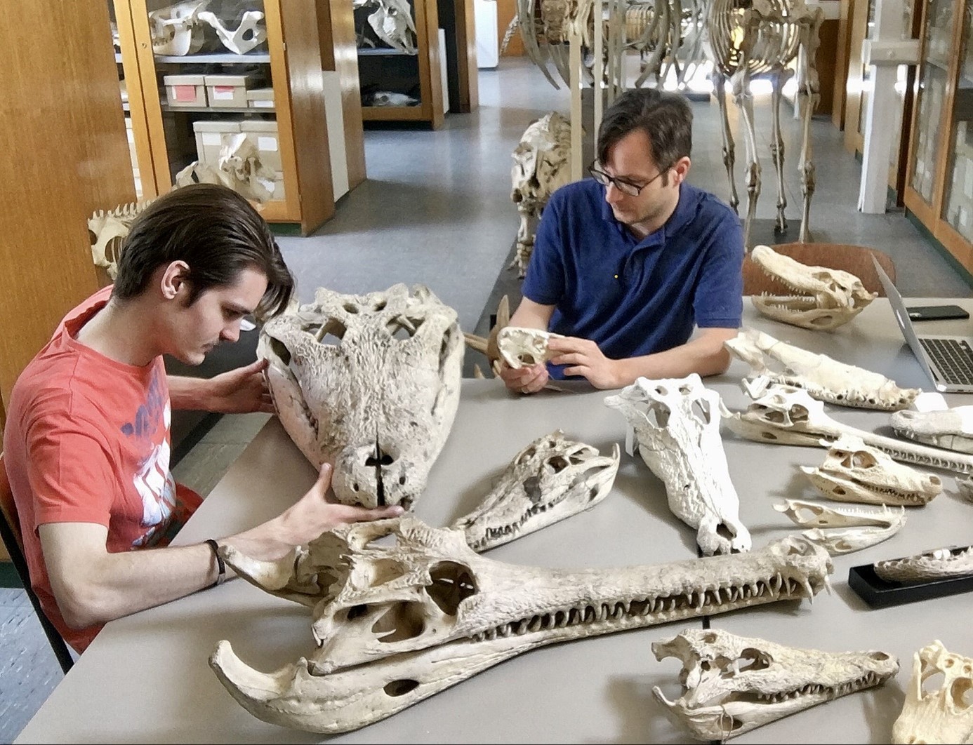 giant crocodiles North America study 19th century researchers