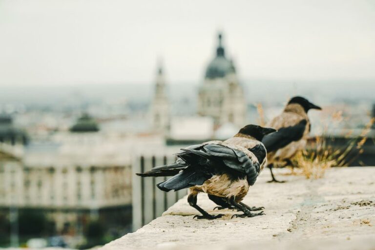Attaques d'oiseaux à Budapest