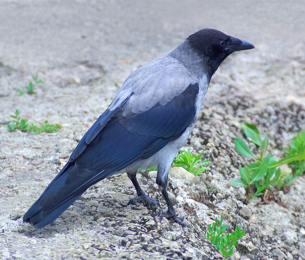 布達佩斯鳥類攻擊事件