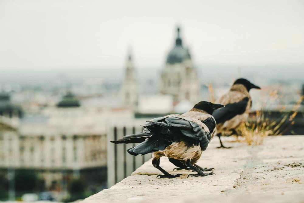 Budapest bird attacks
