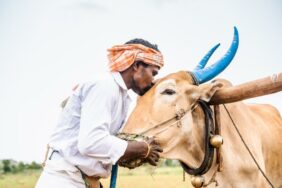 インドの外国人労働者、酪農場、ハンガリーのニュース