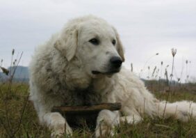 Kuvasz dog Hungary ancient guardian breed extinction