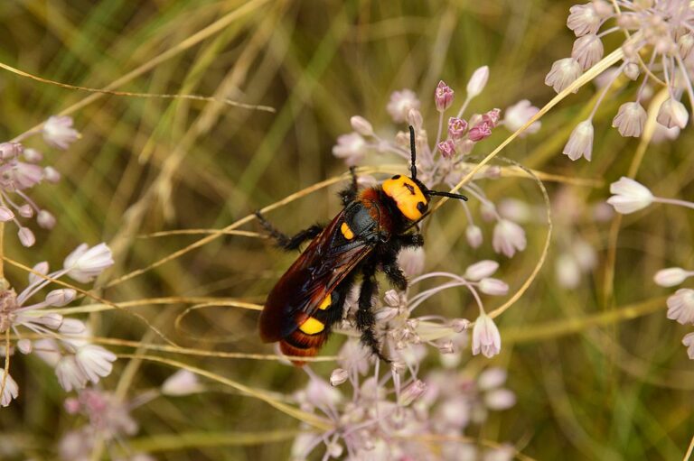 Mammoth wasp Hungary