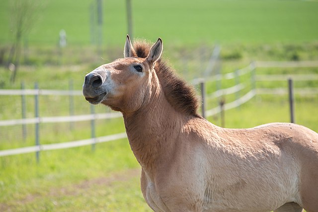 Przewalski's horse