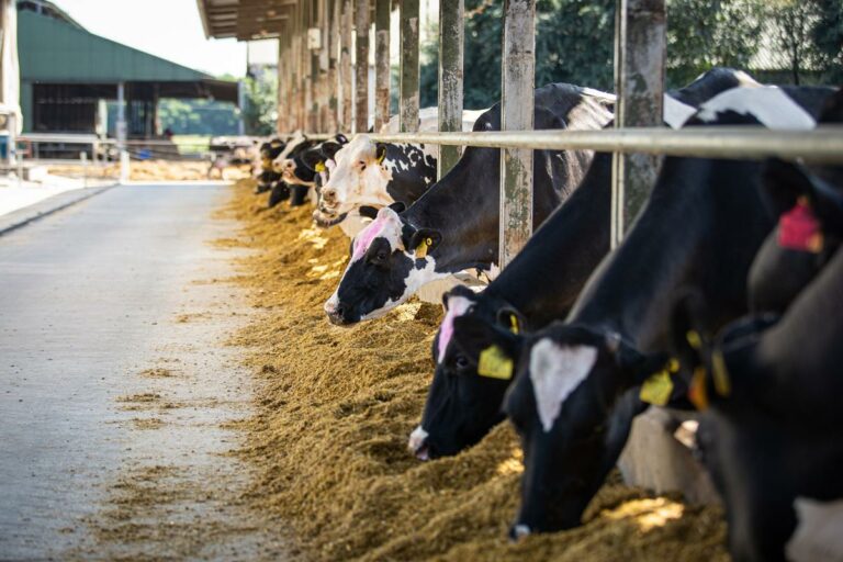 Agricultura Hungría Vacas libres de fiebre aftosa