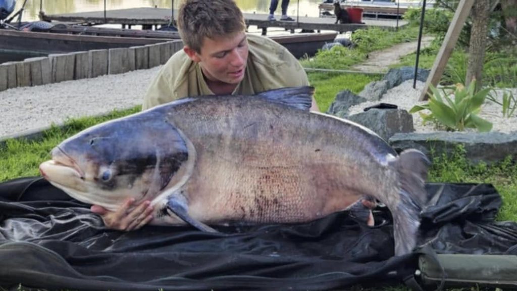 bighead carp Hungary fishing
