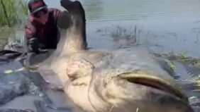 catfish hungary Fishing season in Hungary