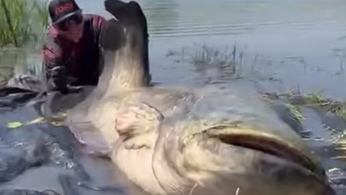 Temporada de pesca del bagre húngaro
