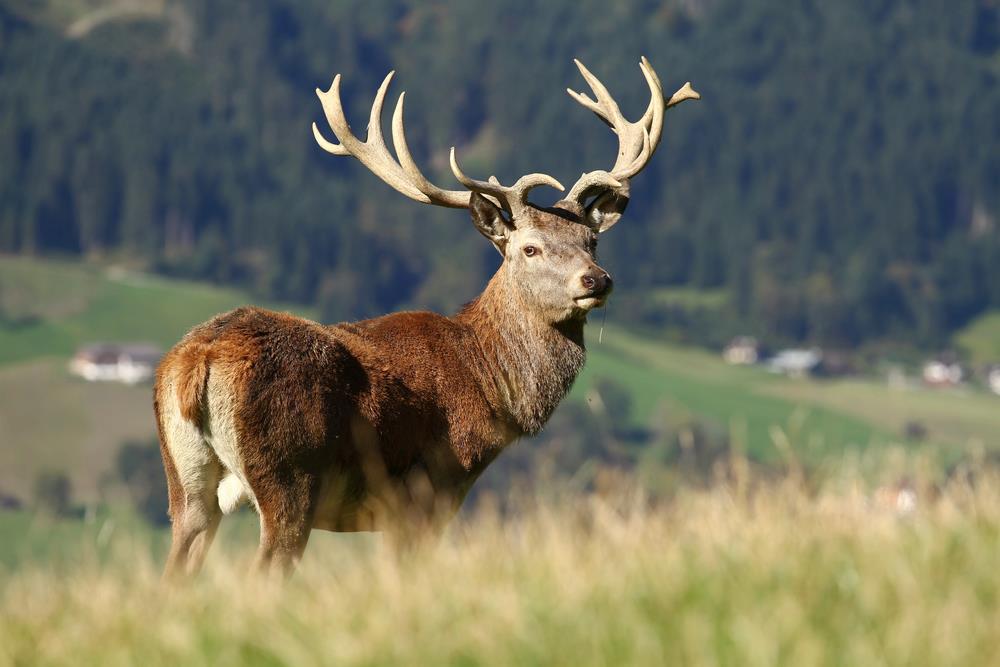 Miracle stag statue