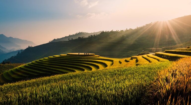rice fields