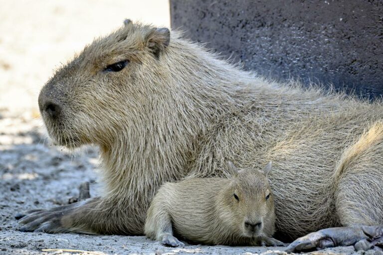 Capybara in Hungary