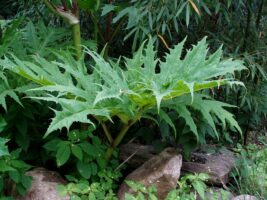 Caucasian Giant Hogweed Hungary invasive species experts alert