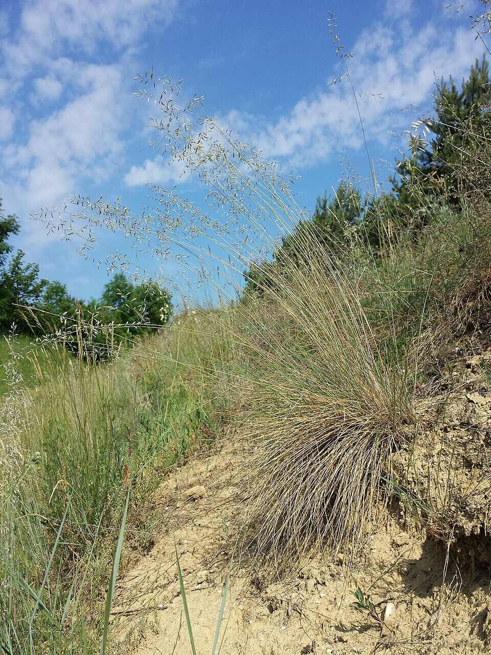 Festuca vaginata magyar csenkesz (1)