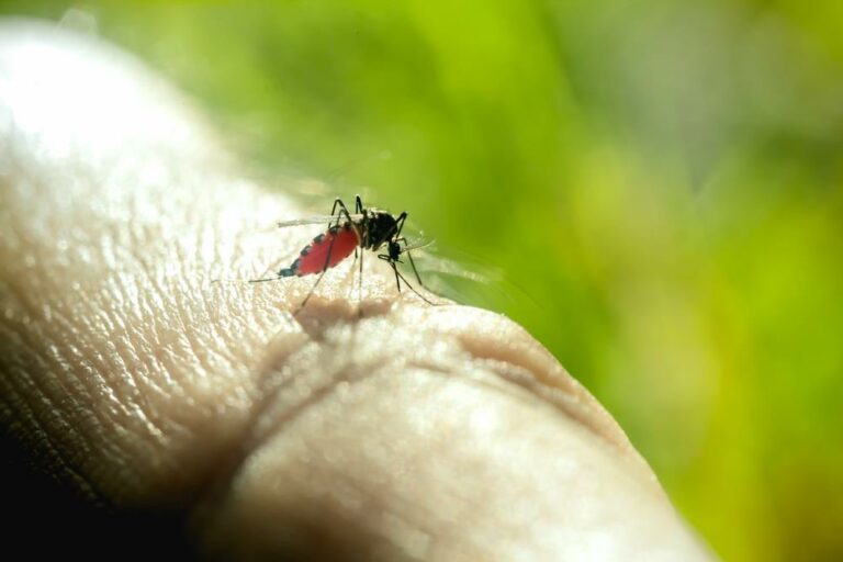 ハンガリーの蚊による病気の蔓延の危険
