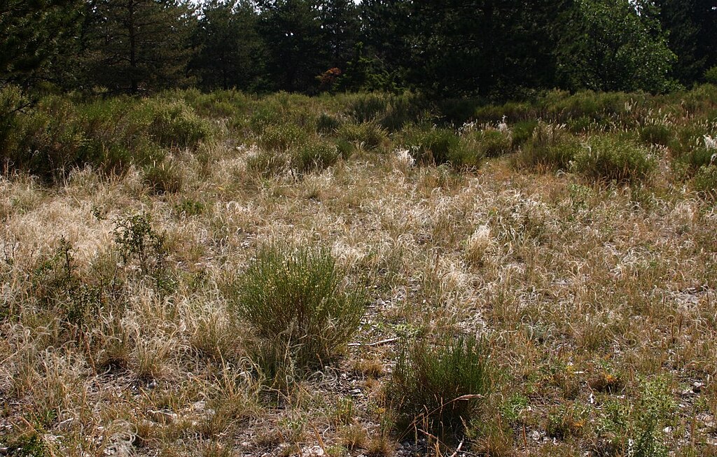 Stipa Pennata Homoki Árvalámhaj