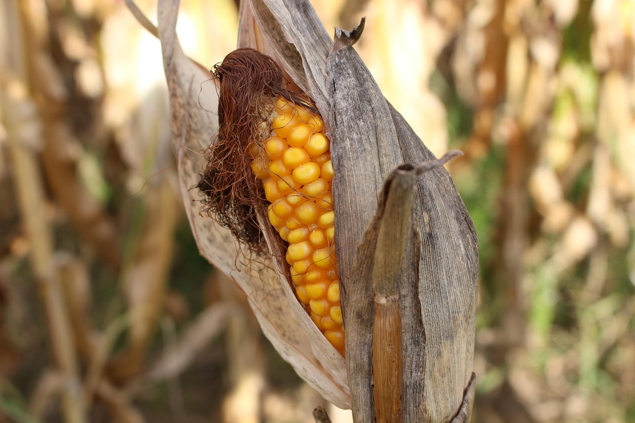 drought Hungary crisis agriculture
