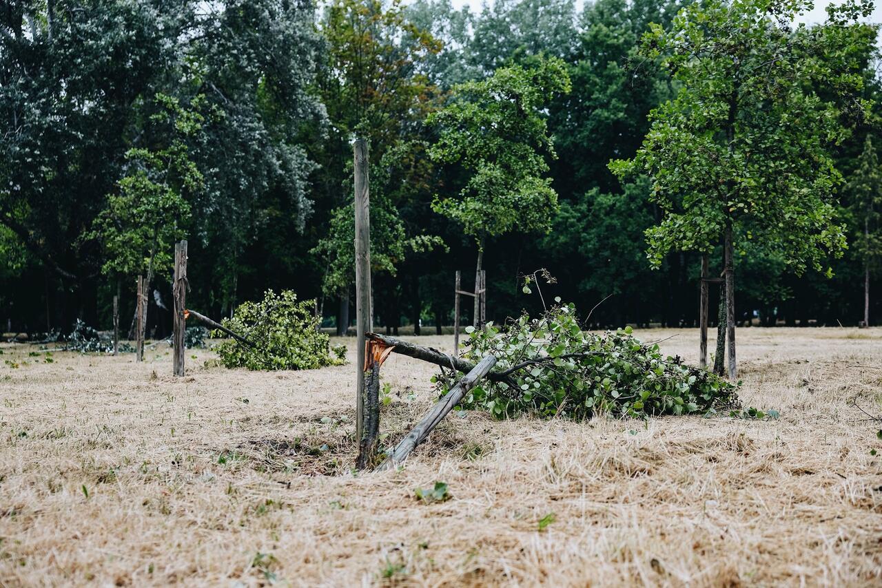 A fák kiürítették Óbuda -sziget vihar