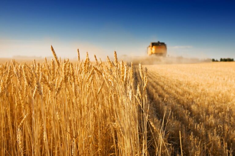 Grâu agricultura maghiară