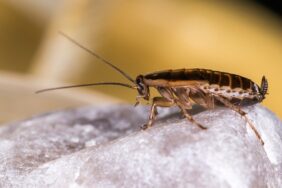cockroach pest control infestation Budapest