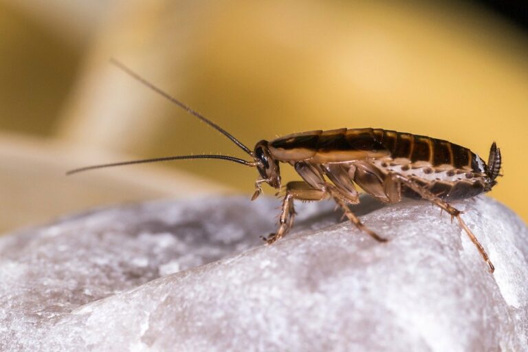 lutte antiparasitaire contre les blattes à Budapest