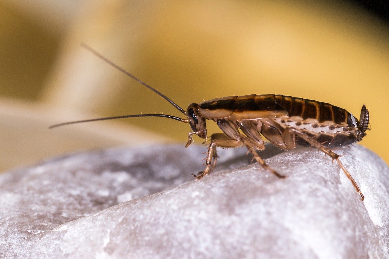 cockroach pest control infestation Budapest