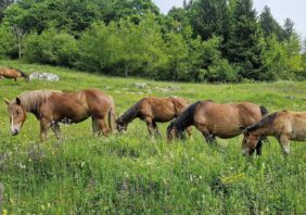 horse meat consumption disappearance stud farms medieval Hungary