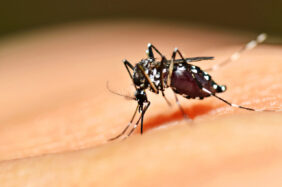 mosquito malaria treatment fever