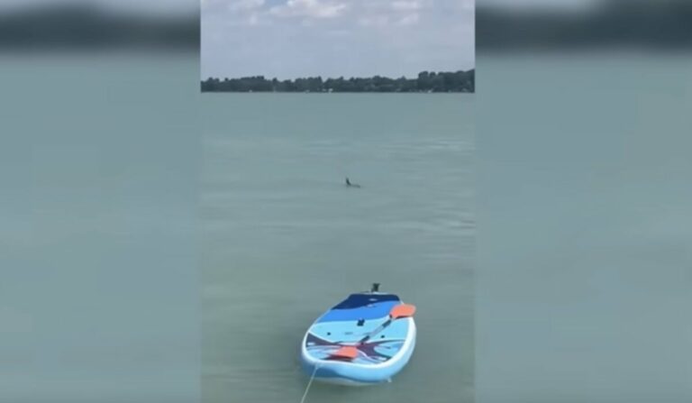 requin Balaton Tihany observation danger experts