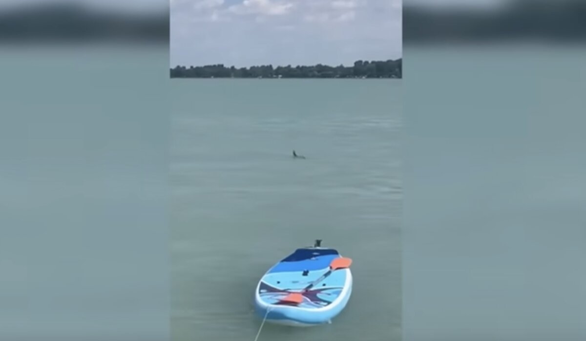 shark Balaton Tihany sighting danger experts