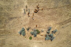 Duna-Tisza region desertification drought dryness sandy knolls vanishing farmlands