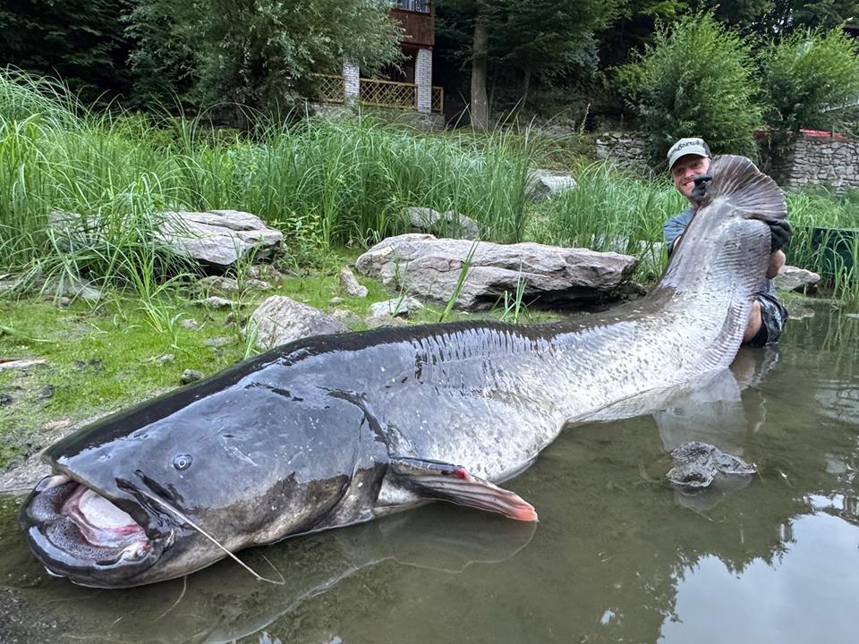Huge catfish found in Czechia