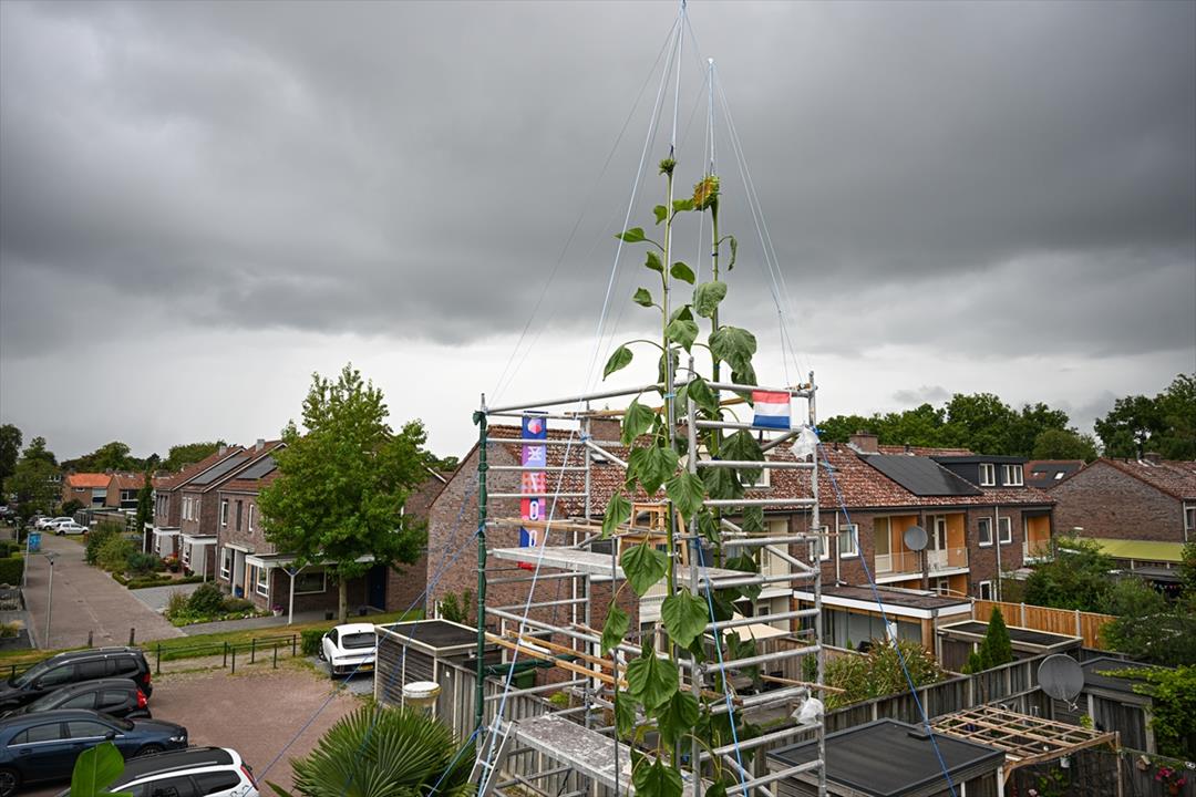 One of the tallest sunflowers in History