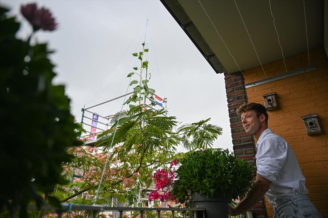 One of the tallest sunflowers in History