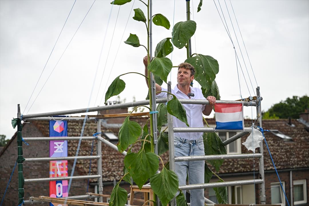 One of the tallest sunflowers in History