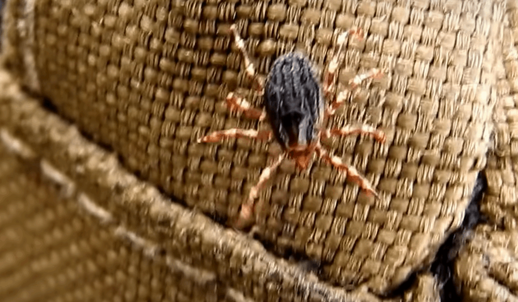 VIDEO: Ticks causing agonising deaths are spreading in Hungary